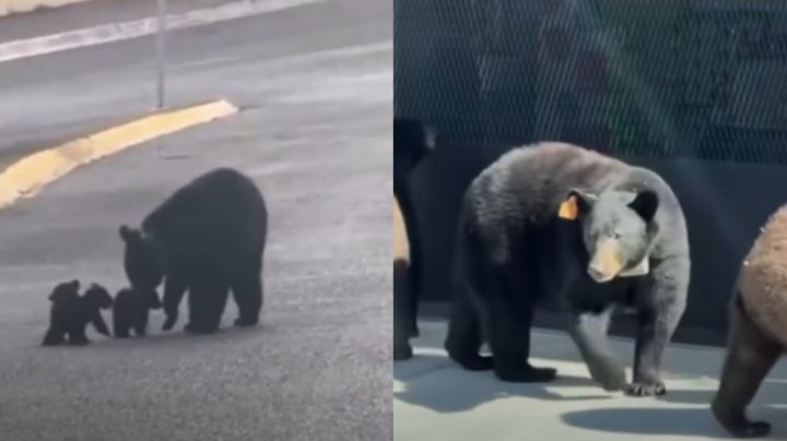Advierten riesgos por interactuar con osos en zonas residenciales de Monterrey
