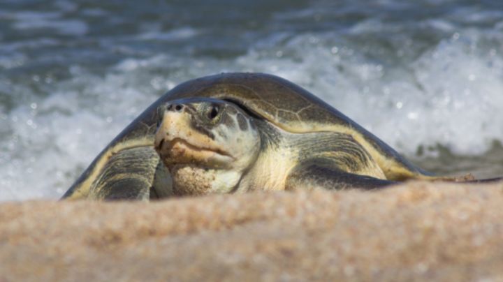 Mantienen a salvo 28 mil 882 huevos de tortuga lora, la más pequeña del mundo