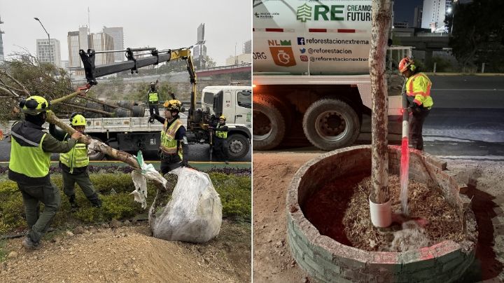 Plantan más de 90 árboles nativos en la Av. Morones Prieto