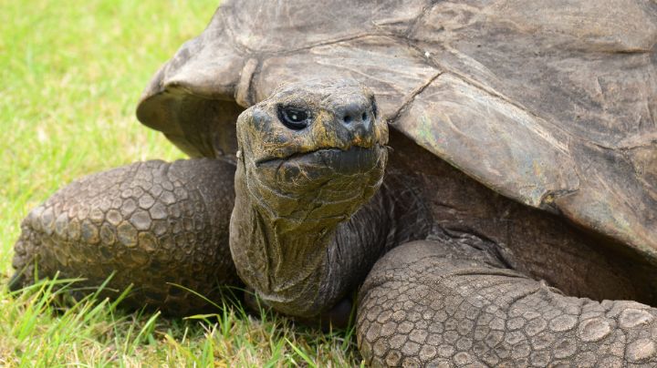 ¡Sigue vivo! Desmienten muerte de Jonathan, el animal más viejo del mundo