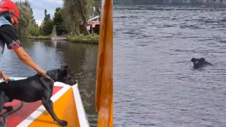 Perrito causa furor y susto al lanzarse al canal de Xochimilco para perseguir a unos patos
