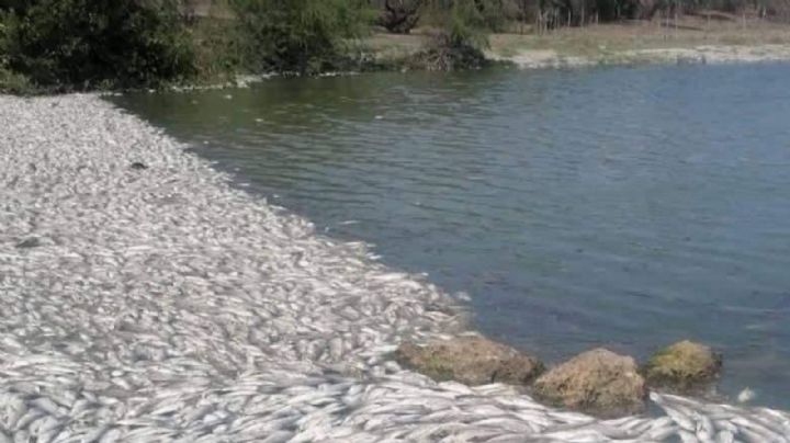 Cambio de salinidad provocó mortandad de peces en sistema lagunario de Tamaulipas