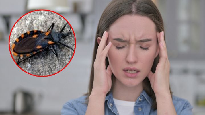 ¿Te picó una chinche besucona? Estos son los síntomas que provoca