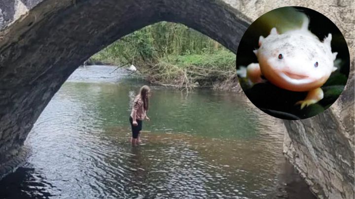 ¿Cómo llegó ahí? Niña halla ajolote mexicano bajo puente en Reino Unido