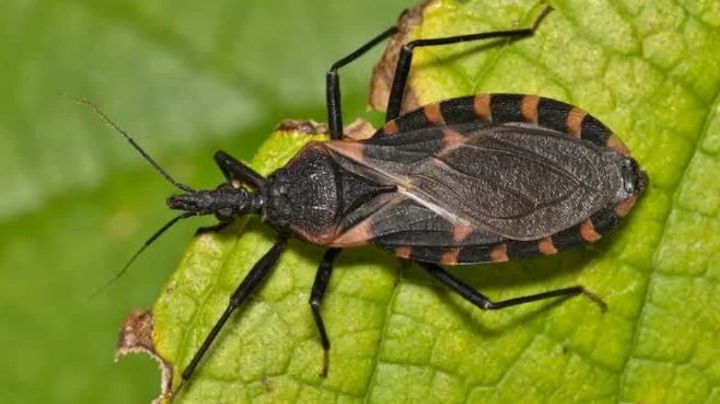 ¿Puedo aplastar la chinche besucona? Esto debes hacer si encuentras una cerca de tu casa