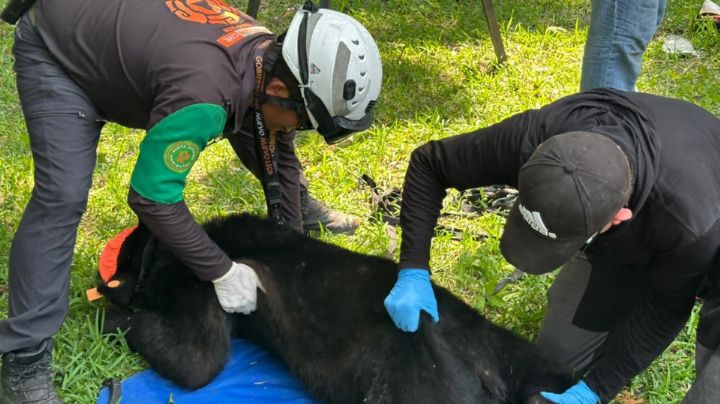 Dos osos fueron localizados en el patio de un domicilio en San Pedro