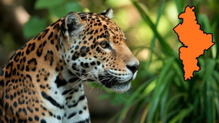 Video: Captan a jaguar saltando arroyo en Nuevo León