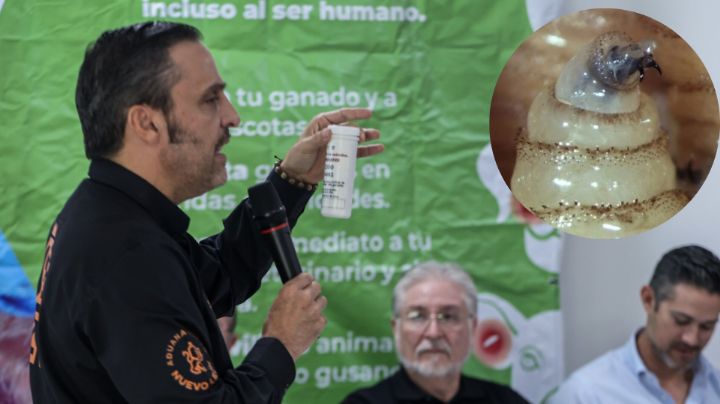 Municipios de NL refuerzan medidas contra propagación del gusano barrenador