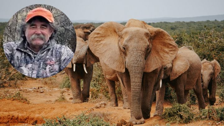 Muere famoso cazador al ser aplastado por 5 elefantes africanos
