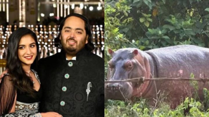 Millonario indio Anat Ambani ofrece resguardo a los 80 hipopótamos colombianos para evitar eutanasia