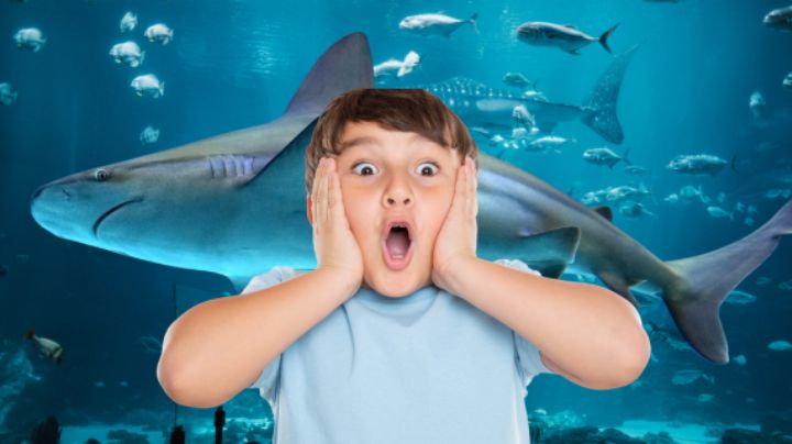 Tiburones en Monterrey: Así es la experiencia inmersiva que llega a Monterrey
