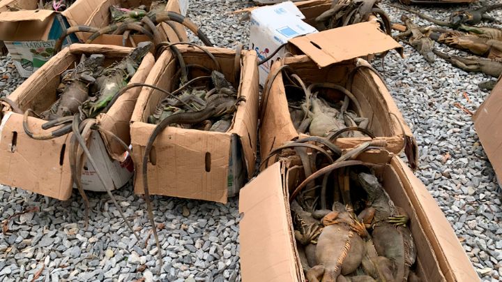Hallan 192 iguanas dentro de cajas apiladas en autobús en Oaxaca