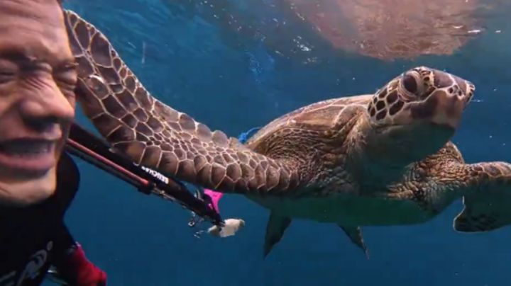 Tortuga marina cachetea a buzo en pleno océano y se vuelve viral en redes