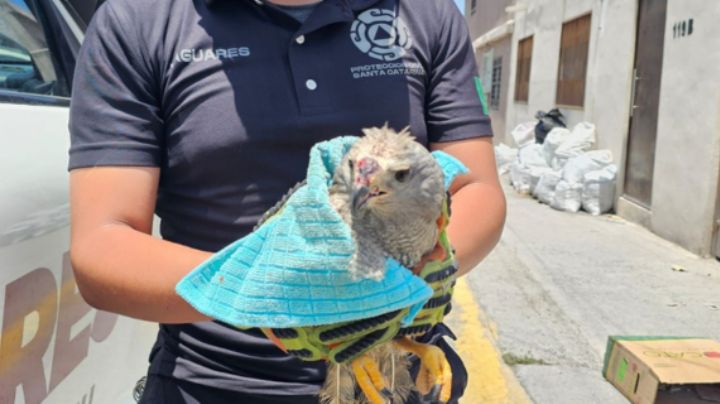 Rescatan a aguililla gris con heridas en casa de Santa Catarina; estiman que estaba en cautiverio