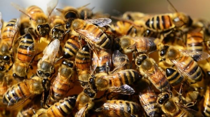 ¿Qué hacer ante un ataque de abejas? Esto es lo que debes saber