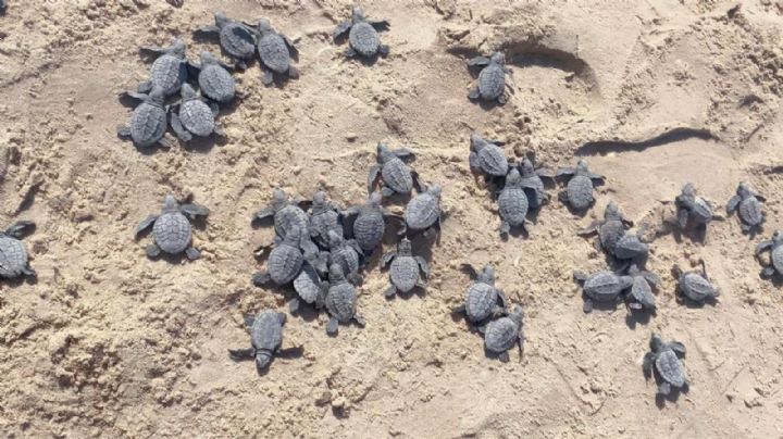 Tamaulipas iniciará liberación de tortugas en Playa La Pesca tras alcanzar cifra récord