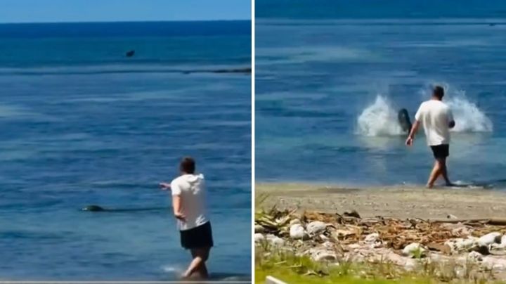 Arrestan a turista por lanzar roca a la cabeza de una foca en Hawái