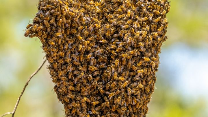 ¿Dónde reportar un panal de abejas en Monterrey? Esto debes hacer