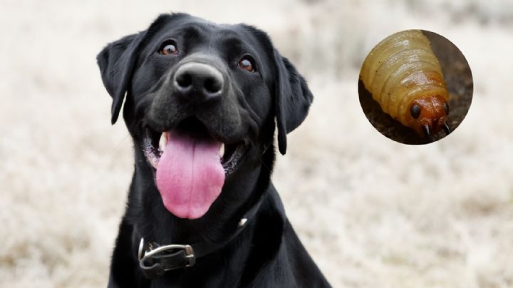 Alerta en San Pedro: Confirman primer caso de gusano barrenador en un perro