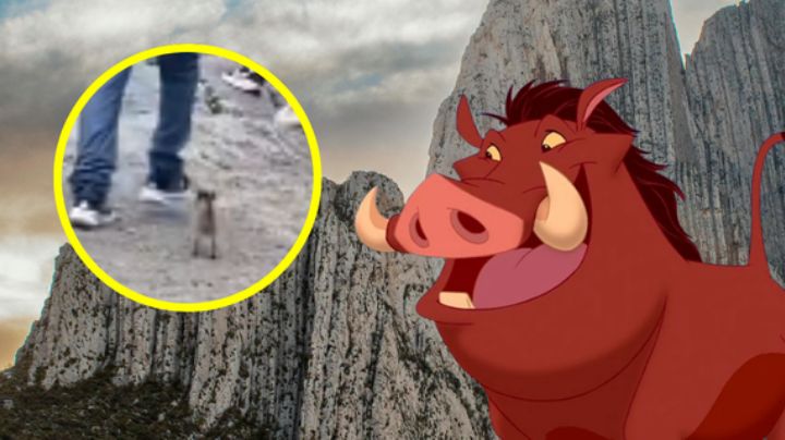 ¿Pumba en Monterrey? Jabalí bebé sorprende a turistas en el Cerro de la Silla