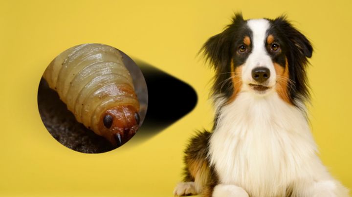 Gusano barrenador en Nuevo León: así puedes saber si tu mascota está infectada