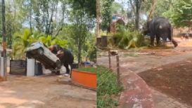 Elefante fuera de control embiste vehículos afuera de un templo en la India | Video