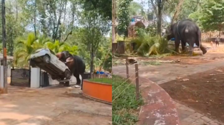 Elefante fuera de control embiste vehículos afuera de un templo en la India | Video