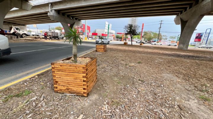 Rehabilitan zona bajo el Mega Puente de Santa Catarina con vegetación nativa