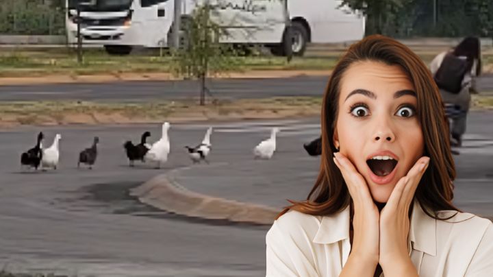 ¿Ya no solo caballos? Patos se adueñan de la avenida en Apodaca