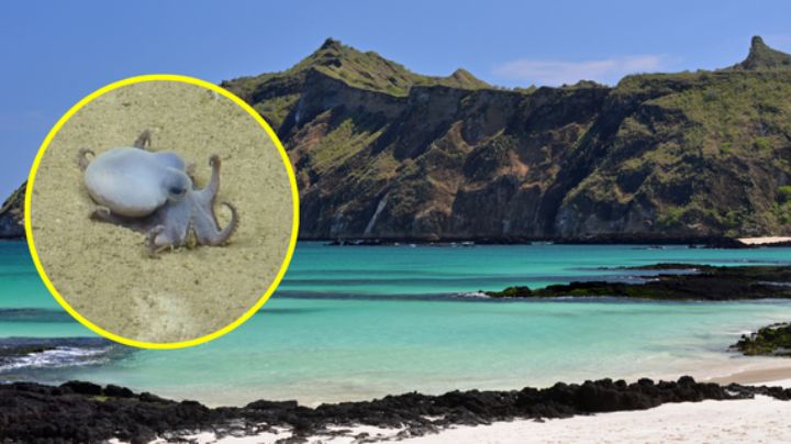 Hallan nueva especie de pulpo en islas Galapagos del tamaño de 'una pelota de golf'