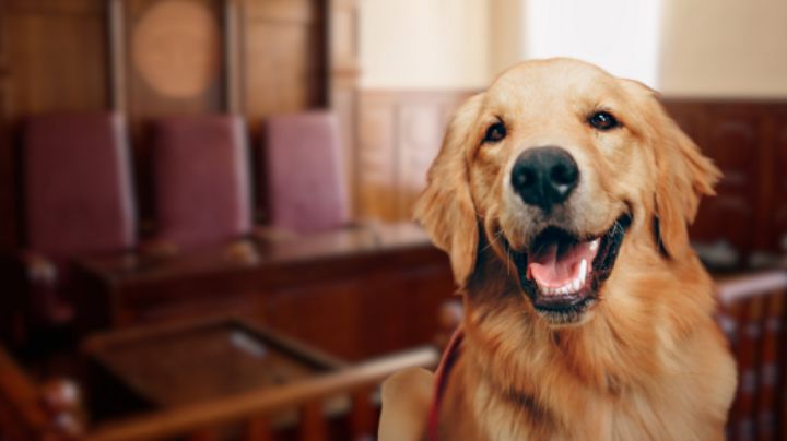 Aprueban en NL que custodia de mascotas pueda discutirse en tribunales