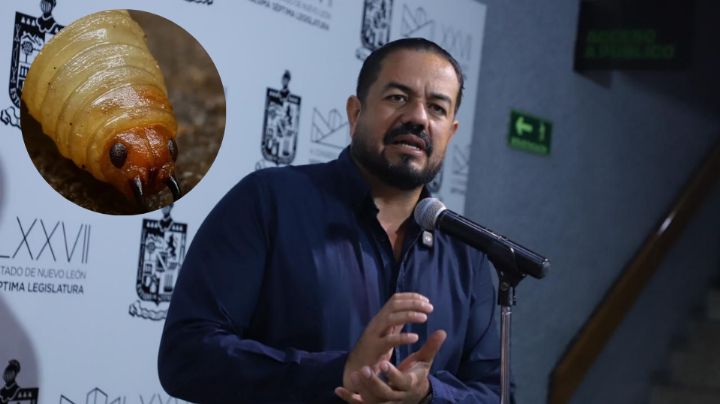 Congreso de NL exige presupuesto urgente para combatir plaga del gusano barrenador