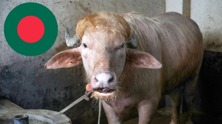Bangladesh frena sacrificio de búfalo albino llamado 'Donald Trump'