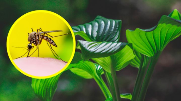Dengue: la planta que tienes en casa y podría ahuyentar a los mosquitos