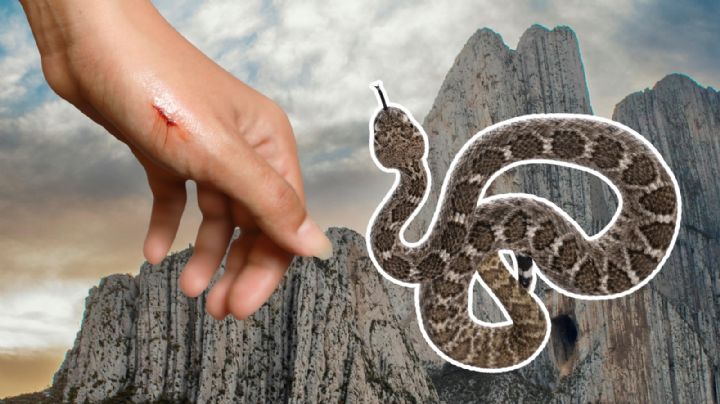 ¿Qué hacer si te muerde una víbora de cascabel en Nuevo León?