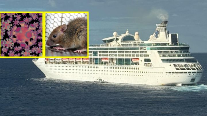 Mueren 3 por brote de hantavirus en crucero argentino, ¿Qué dice la OMS al respecto?