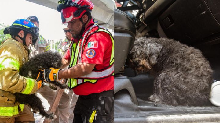 Rescatan a perrito atrapado en registro en la colonia Terminal