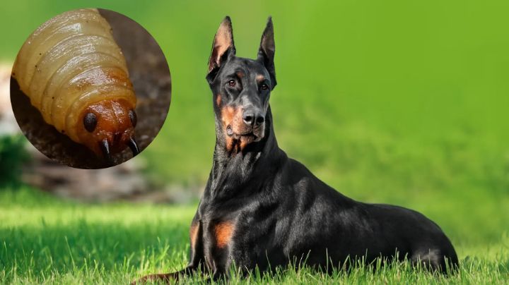 Detectan primer caso de Gusano Barrenador en un perro en CDMX