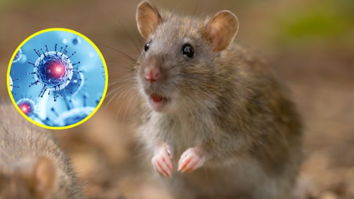 ¿Cuál es el origen del actual brote de hantavirus? OMS investiga viaje hecho por 2 de las víctimas