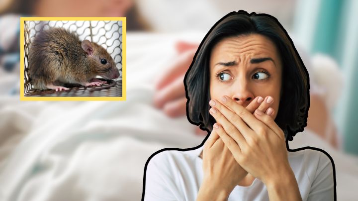 ¿Predijeron el Hantavirus? Reviven misterioso tuit de 2022 tras alerta por el virus
