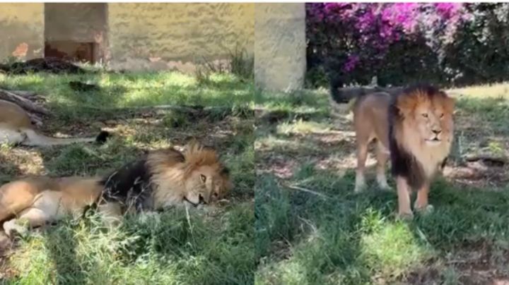 'Gatito, levántese': Apedrean a un león en el zoológico de Guadalajara