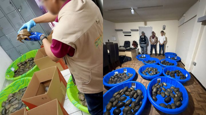 Profepa asegura cargamento ilegal de 350 tortugas en una paquetería de Matamoros