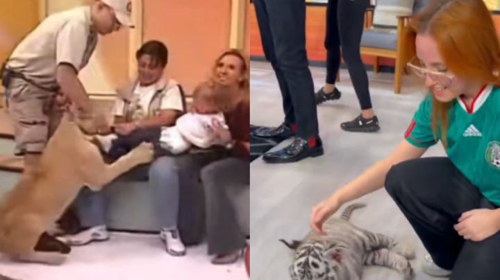 Joven revive el aterrador ataque del león en televisión en vivo 23 años después