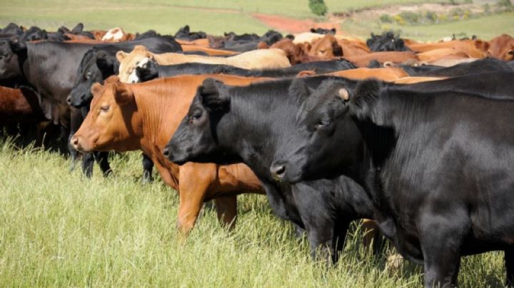 Blindará Tamaulipas frontera sanitaria con caseta para revisar ganado de Nuevo León