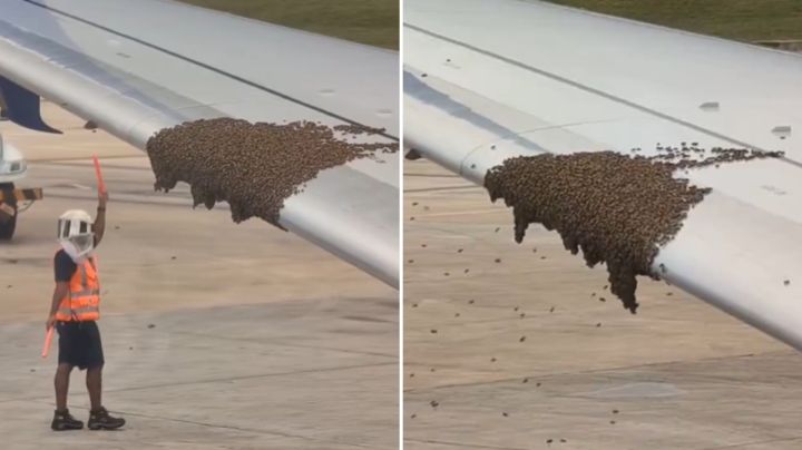 Enjambre de abejas retrasa vuelo de Cancún a Estados Unidos
