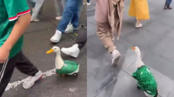 Merlín, el pato hincha de México, que sanó de la depresión a su pequeño dueño