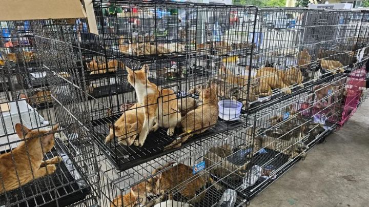 Rescatan a 400 gatos de red que comercializaba carne animal en Vietnam