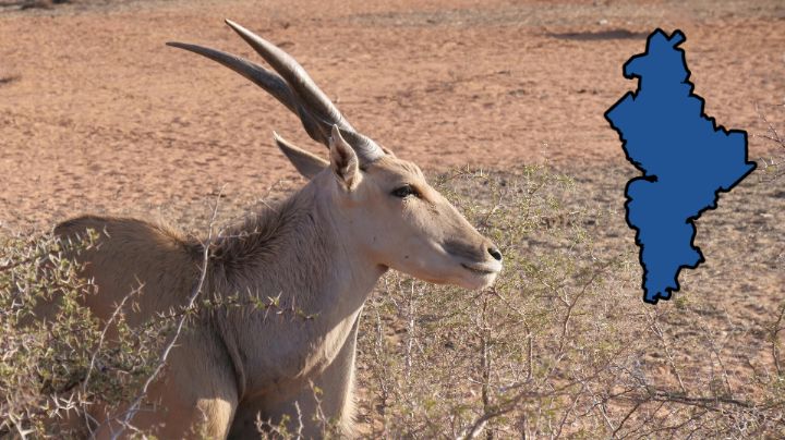 Captan presencia de antílopes africanos y otras especies exóticas en sierra de NL