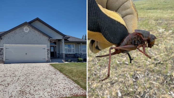 Grillos mormones invaden vecindarios en Oregón