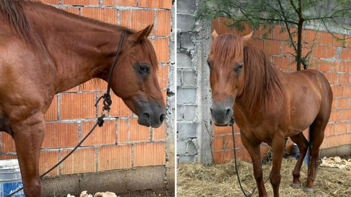 Piden rescatar a caballo abandonado en Cerro de la Campana